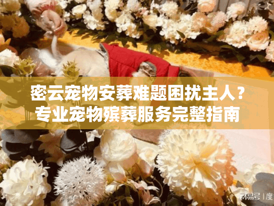 密云宠物安葬难题困扰主人？专业宠物殡葬服务完整指南