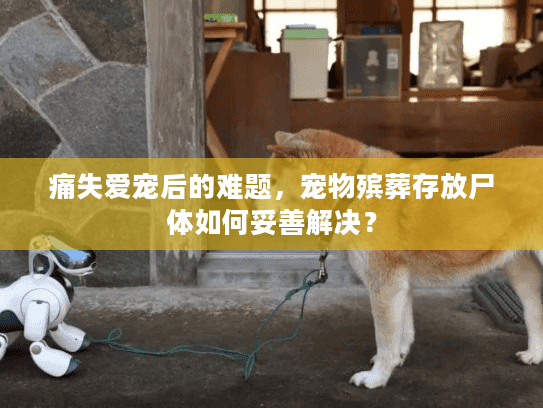 痛失爱宠后的难题，宠物殡葬存放尸体如何妥善解决？