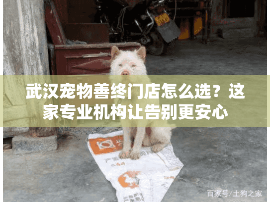武汉宠物善终门店怎么选？这家专业机构让告别更安心