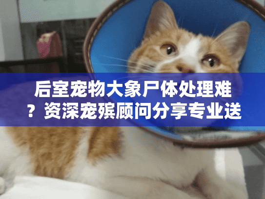 后室宠物大象尸体处理难？资深宠殡顾问分享专业送别方案