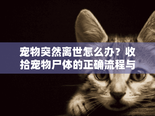 宠物突然离世怎么办？收拾宠物尸体的正确流程与善后指南