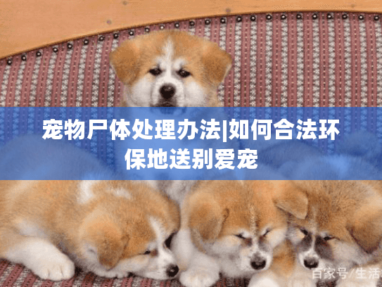 宠物尸体处理办法|如何合法环保地送别爱宠