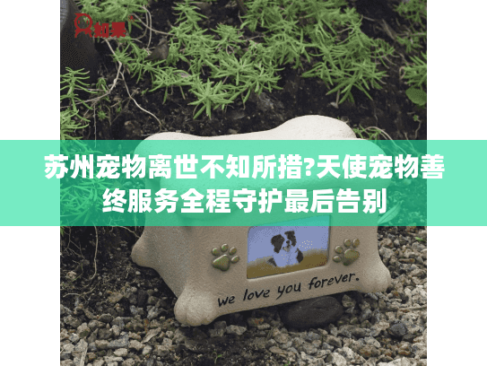 苏州宠物离世不知所措?天使宠物善终服务全程守护最后告别