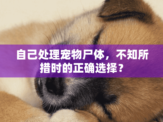 自己处理宠物尸体，不知所措时的正确选择？
