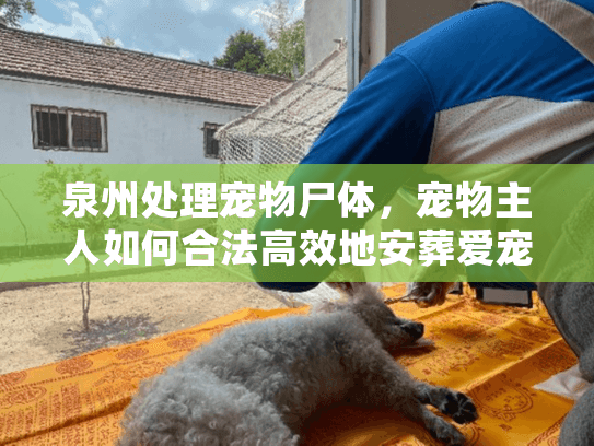 泉州处理宠物尸体，宠物主人如何合法高效地安葬爱宠？