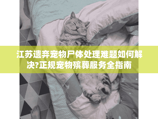 江苏遗弃宠物尸体处理难题如何解决?正规宠物殡葬服务全指南