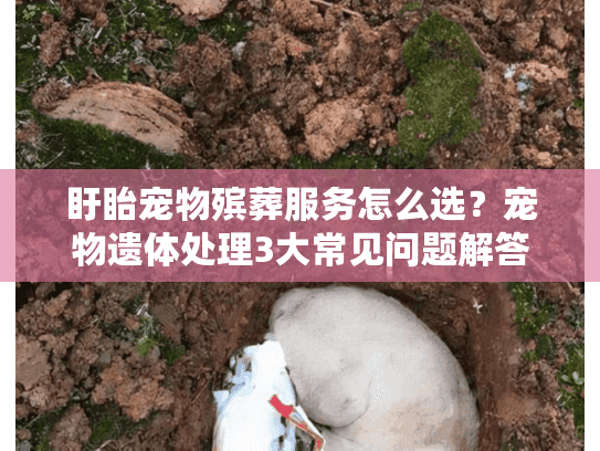 盱眙宠物殡葬服务怎么选？宠物遗体处理3大常见问题解答