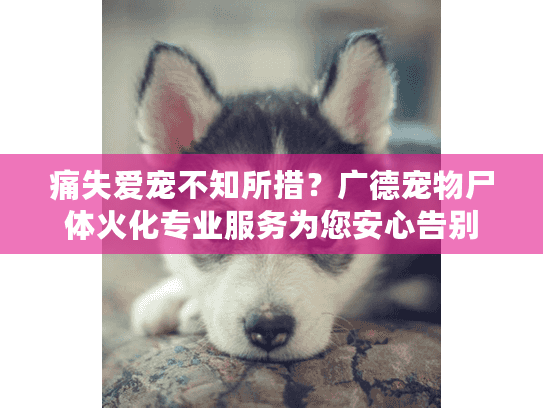 痛失爱宠不知所措？广德宠物尸体火化专业服务为您安心告别