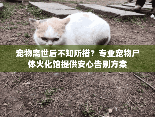 宠物离世后不知所措？专业宠物尸体火化馆提供安心告别方案