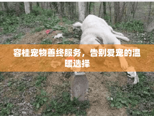 容桂宠物善终服务，告别爱宠的温暖选择