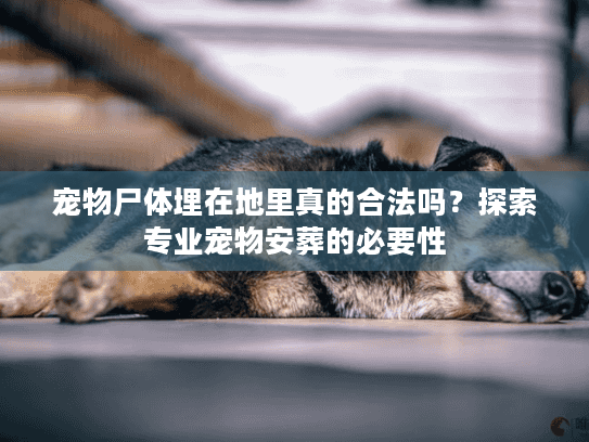 宠物尸体埋在地里真的合法吗？探索专业宠物安葬的必要性