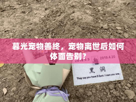 暮光宠物善终，宠物离世后如何体面告别？