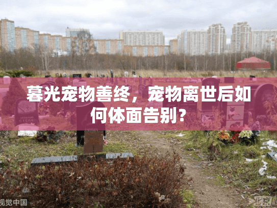 暮光宠物善终，宠物离世后如何体面告别？
