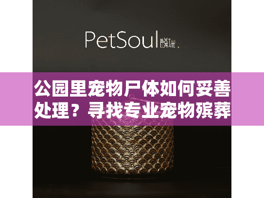 公园里宠物尸体如何妥善处理？寻找专业宠物殡葬服务的实用指南