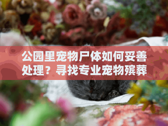 公园里宠物尸体如何妥善处理？寻找专业宠物殡葬服务的实用指南