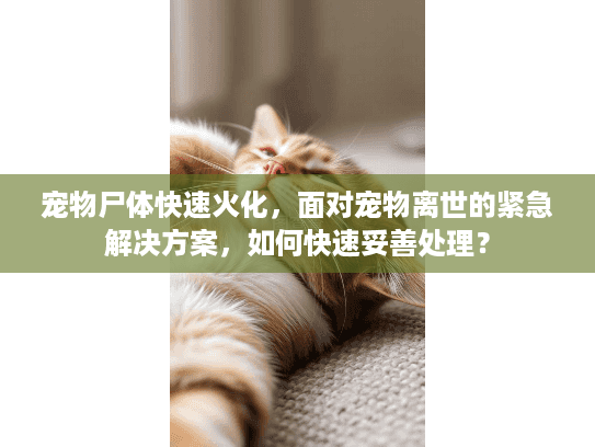 宠物尸体快速火化，面对宠物离世的紧急解决方案，如何快速妥善处理？
