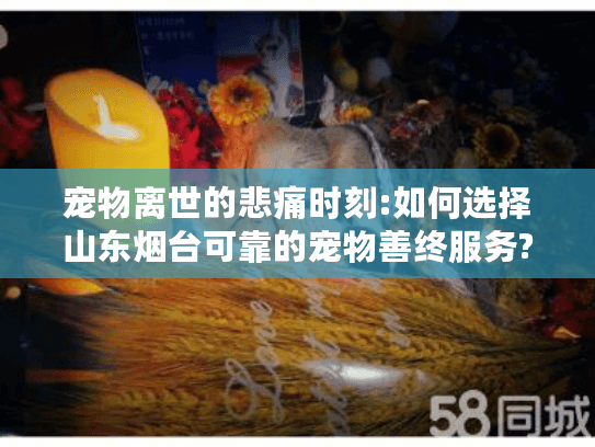 宠物离世的悲痛时刻:如何选择山东烟台可靠的宠物善终服务?