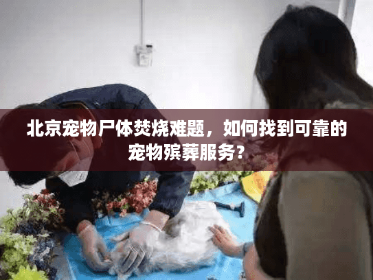 北京宠物尸体焚烧难题，如何找到可靠的宠物殡葬服务？