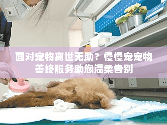 面对宠物离世无助？慢慢宠宠物善终服务助您温柔告别