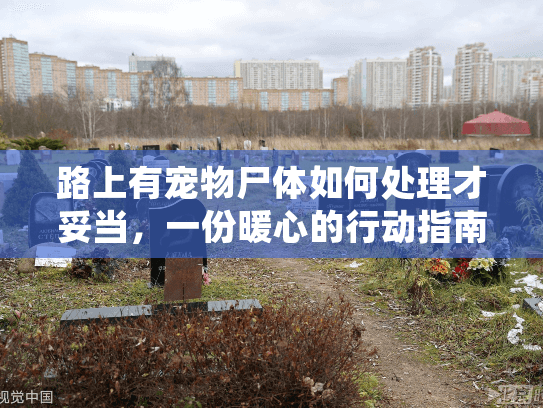 路上有宠物尸体如何处理才妥当，一份暖心的行动指南
