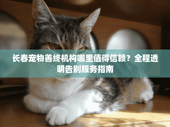长春宠物善终机构哪里值得信赖？全程透明告别服务指南