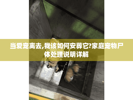 当爱宠离去,我该如何安葬它?家庭宠物尸体处理说明详解