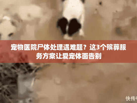 宠物医院尸体处理遇难题？这3个殡葬服务方案让爱宠体面告别