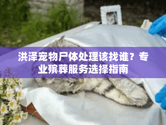 洪泽宠物尸体处理该找谁？专业殡葬服务选择指南
