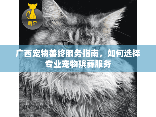 广西宠物善终服务指南，如何选择专业宠物殡葬服务