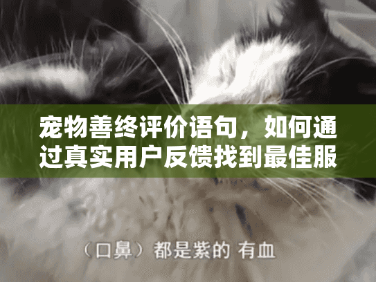 宠物善终评价语句，如何通过真实用户反馈找到最佳服务？
