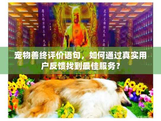 宠物善终评价语句，如何通过真实用户反馈找到最佳服务？