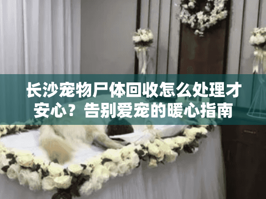 长沙宠物尸体回收怎么处理才安心？告别爱宠的暖心指南