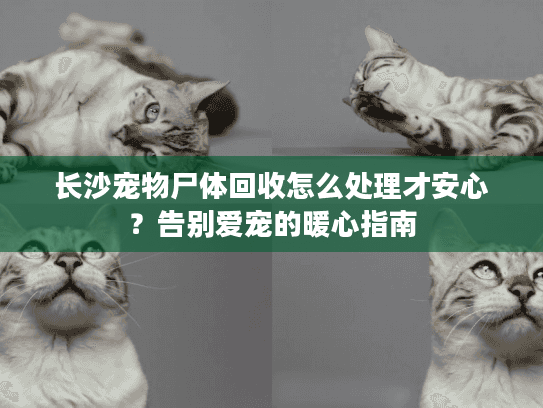 长沙宠物尸体回收怎么处理才安心？告别爱宠的暖心指南