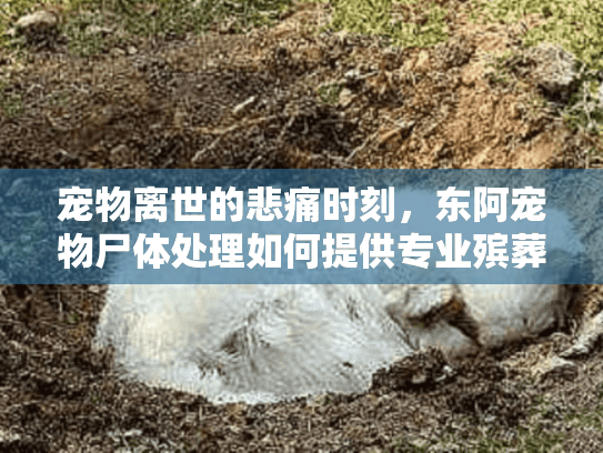 宠物离世的悲痛时刻，东阿宠物尸体处理如何提供专业殡葬服务？