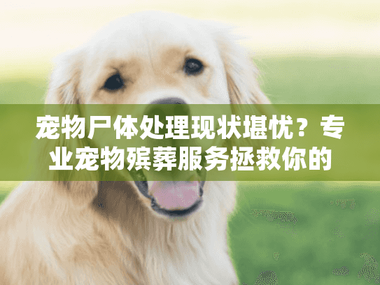 宠物尸体处理现状堪忧?专业宠物殡葬服务拯救你的困境 宠物尸体处理现状堪忧?专业宠物殡葬服务拯救你的困境