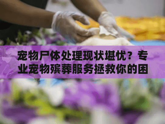 宠物尸体处理现状堪忧?专业宠物殡葬服务拯救你的困境 宠物尸体处理现状堪忧?专业宠物殡葬服务拯救你的困境