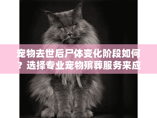 宠物去世后尸体变化阶段如何？选择专业宠物殡葬服务来应对