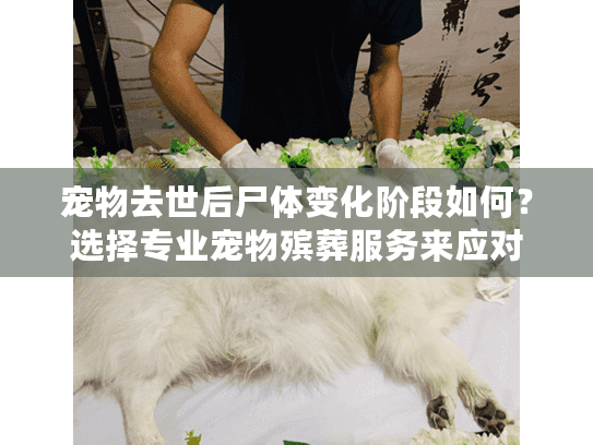 宠物去世后尸体变化阶段如何？选择专业宠物殡葬服务来应对