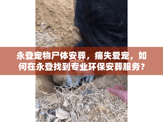 永登宠物尸体安葬，痛失爱宠，如何在永登找到专业环保安葬服务？