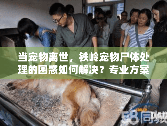 当宠物离世，铁岭宠物尸体处理的困惑如何解决？专业方案来了