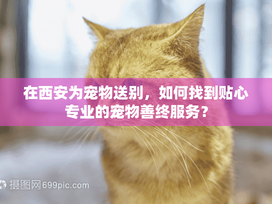 在西安为宠物送别，如何找到贴心专业的宠物善终服务？