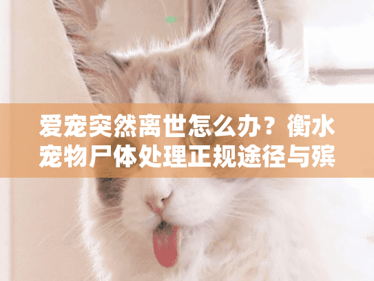 爱宠突然离世怎么办?衡水宠物尸体处理正规途径与殡葬服务全指南 爱宠突然离世怎么办?衡水宠物尸体处理正规途径与殡葬服务全指南