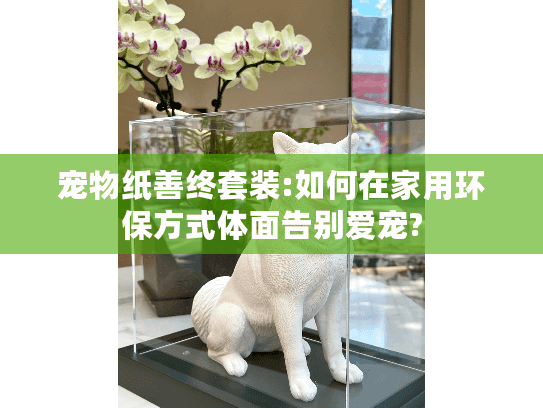 宠物纸善终套装:如何在家用环保方式体面告别爱宠?