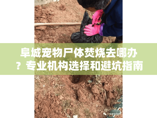 阜城宠物尸体焚烧去哪办？专业机构选择和避坑指南