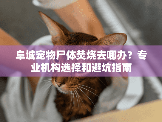 阜城宠物尸体焚烧去哪办？专业机构选择和避坑指南