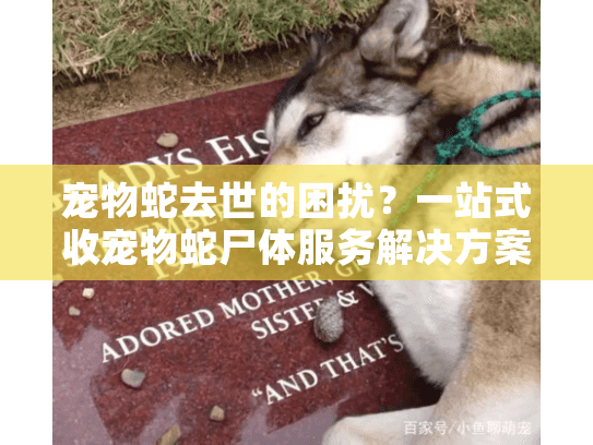 宠物蛇去世的困扰?一站式收宠物蛇尸体服务解决方案 宠物蛇去世的困扰?一站式收宠物蛇尸体服务解决方案