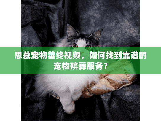 思慕宠物善终视频，如何找到靠谱的宠物殡葬服务？