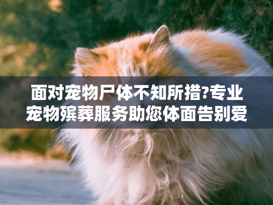 面对宠物尸体不知所措?专业宠物殡葬服务助您体面告别爱宠
