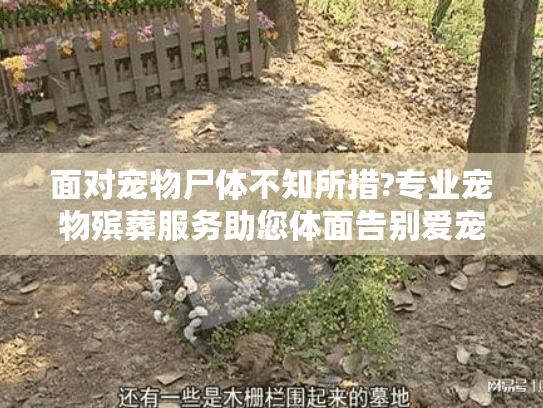 面对宠物尸体不知所措?专业宠物殡葬服务助您体面告别爱宠
