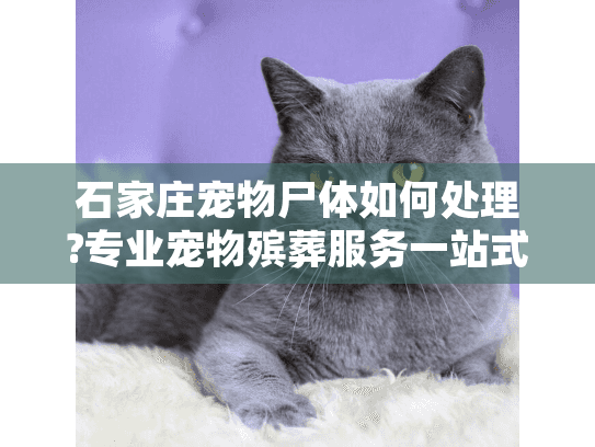 石家庄宠物尸体如何处理?专业宠物殡葬服务一站式指南